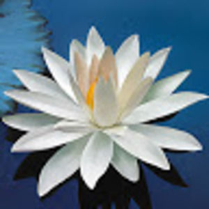 Meet your Posher, Spencer